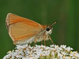 Attēlu rezultāti vaicājumam “Thymelicus sylvestris”