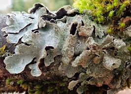 Attēlu rezultāti vaicājumam “Parmelia sulcata”