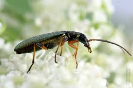 Attēlu rezultāti vaicājumam “Chrysanthia geniculata”