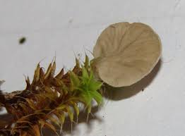 Attēlu rezultāti vaicājumam “Neckera complanata”