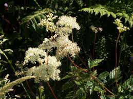 Attēlu rezultāti vaicājumam “Filipendula ulmaria  flower”