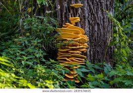 Attēlu rezultāti vaicājumam “Laetiporus sulphureus”