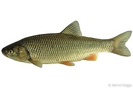 Image result for Squalius cephalus