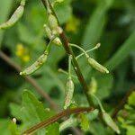 Attēlu rezultāti vaicājumam “Rorippa palustris fruit”