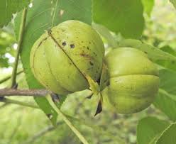 Attēlu rezultāti vaicājumam “Carya ovata fruit”