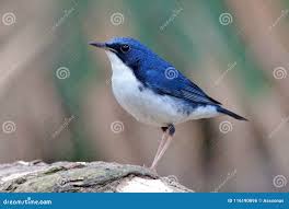 Image result for Luscinia cyane