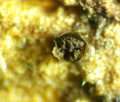 Attēlu rezultāti vaicājumam “Licea pusilla sessile”