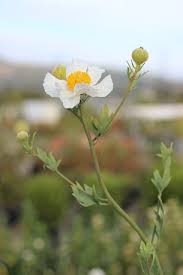 Image result for Romneya coulteri