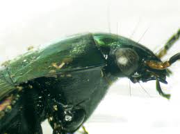 Attēlu rezultāti vaicājumam “Poecilus versicolor”