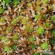 Attēlu rezultāti vaicājumam “Sphagnum quinquefarium”