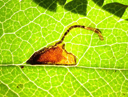 Attēlu rezultāti vaicājumam “Siphoptychium violaceum young”