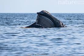 Image result for Eubalaena glacialis