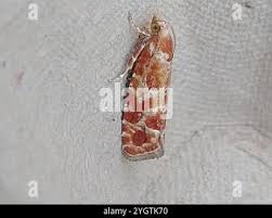 Attēlu rezultāti vaicājumam “Rhyacionia pinicolana”