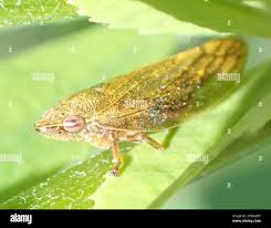 Attēlu rezultāti vaicājumam “Aphrophora salicina”