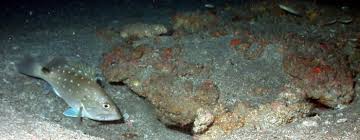 Image result for Hyporthodus niveatus