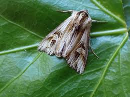 Attēlu rezultāti vaicājumam “Actinotia polyodon”