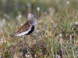 Attēlu rezultāti vaicājumam “Calidris alpina adult”