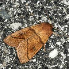 Attēlu rezultāti vaicājumam “Mythimna turca”