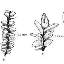 Attēlu rezultāti vaicājumam “Jungermannia hyalina cells”