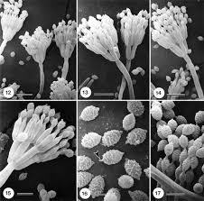 Attēlu rezultāti vaicājumam “Penicillium vulpinum”