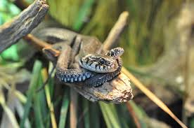 Image result for Ringelnatter