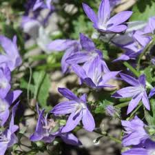 Image result for Glockenblumen