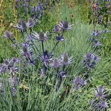 Image result for Edeldistel