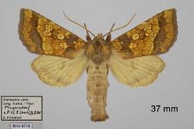 Attēlu rezultāti vaicājumam “Gortyna flavago”