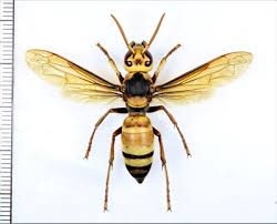 Attēlu rezultāti vaicājumam “Vespidae”