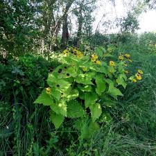 Attēlu rezultāti vaicājumam “Telekia speciosa”