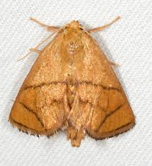 Attēlu rezultāti vaicājumam “Aphodius subterraneus imago”