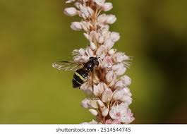 Attēlu rezultāti vaicājumam “Dasysyrphus tricinctus”