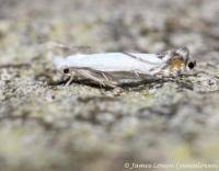 Attēlu rezultāti vaicājumam “Lyonetia prunifoliella”