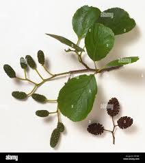 Attēlu rezultāti vaicājumam “Alnus glutinosa leaf”