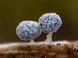 Attēlu rezultāti vaicājumam “Didymium squamulosum”