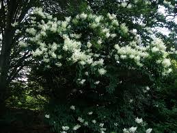 Attēlu rezultāti vaicājumam “Syringa reticulata subsp. amurensis leaf”