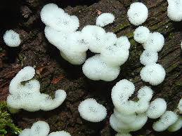 Attēlu rezultāti vaicājumam “Ceratiomyxaceae”