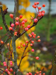 Attēlu rezultāti vaicājumam “Sorbus alnifolia fruit”