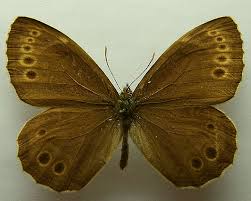 Attēlu rezultāti vaicājumam “Lopinga achine upperside”