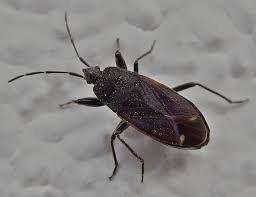 Attēlu rezultāti vaicājumam “Eremocoris plebejus”