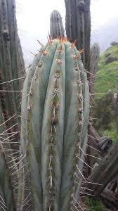 Attēlu rezultāti vaicājumam “Trichia erecta macro”