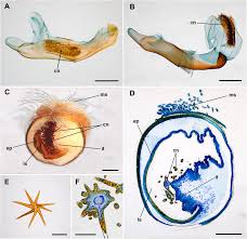 Attēlu rezultāti vaicājumam “Peridea anceps”