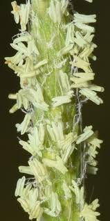 Attēlu rezultāti vaicājumam “Alopecurus aequalis flower”