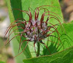 Attēlu rezultāti vaicājumam “Clematis fruit”