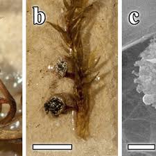 Attēlu rezultāti vaicājumam “Physarum flavidum macro”