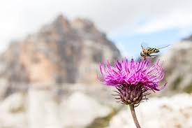 Image result for Alpendistel