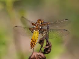 Attēlu rezultāti vaicājumam “Libellula depressa female”