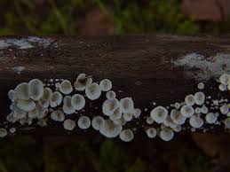 Attēlu rezultāti vaicājumam “Hyalorbilia inflatula”