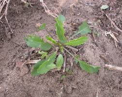 Attēlu rezultāti vaicājumam “Enteridium liceoides young”