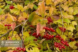 Attēlu rezultāti vaicājumam “Viburnum opulus fruit”